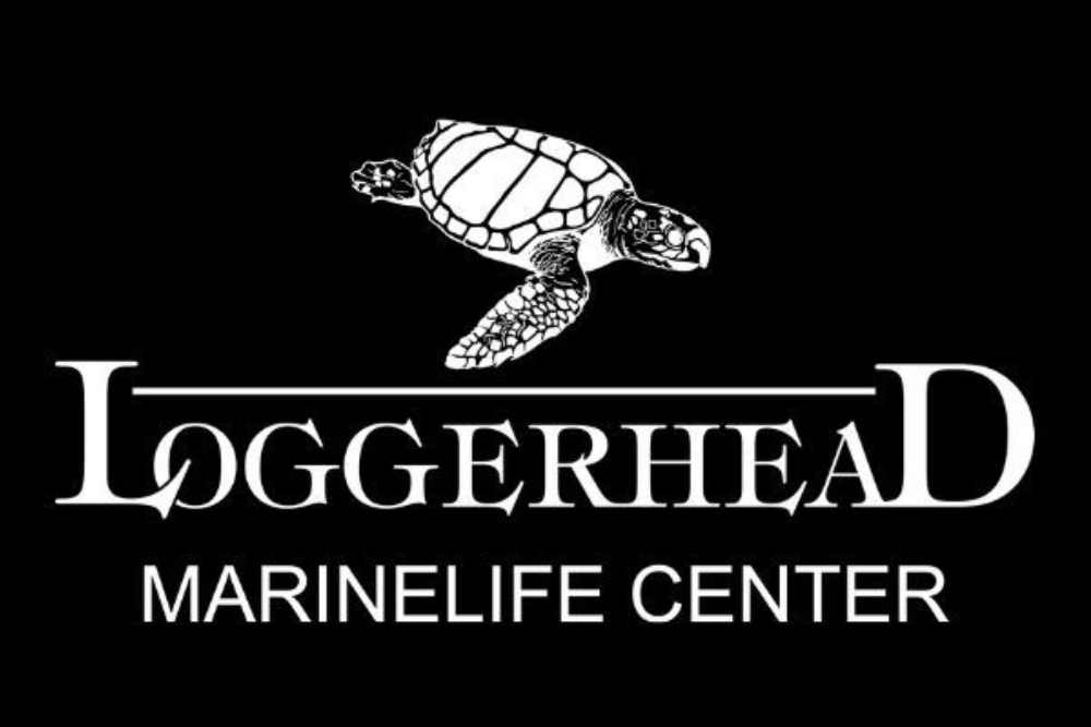 Loggerhead logo black