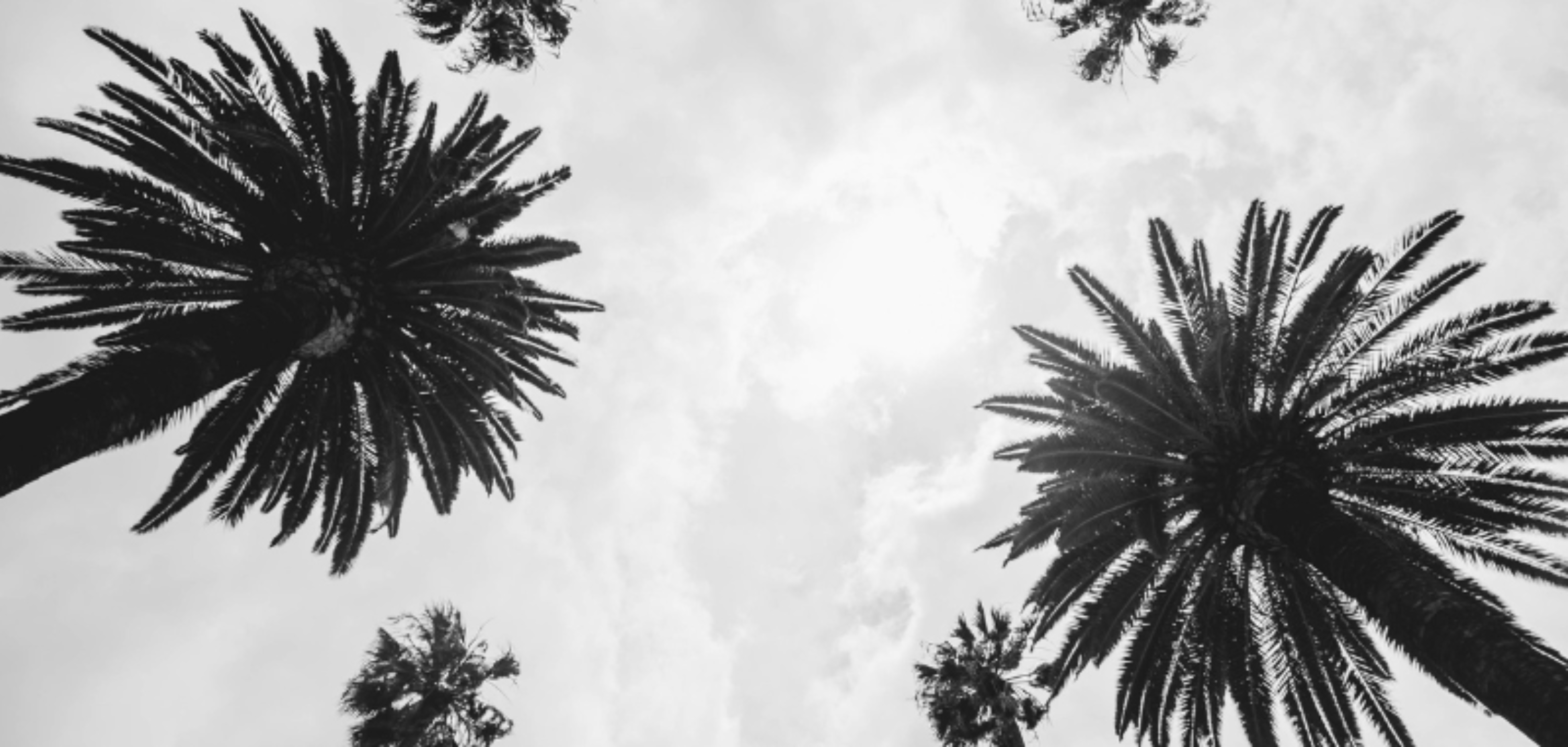 Web header_mobile home